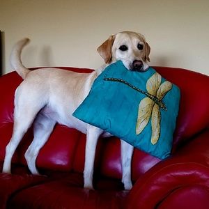 Meet your Posher, Dawn